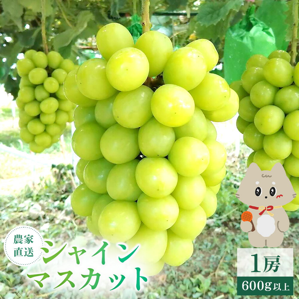 【ふるさと納税】《2025年10月上旬～11月下旬出荷》 宮城県丸森町産 シャインマスカット　1房(1房 600g以上)|宮城県 宮城 丸森町 丸森 シャインマスカット ぶどう ブドウ 葡萄 600g以上 1房 フルーツ 期間限定 産地直送 ふるさと納税【48002】