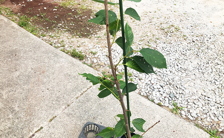 河津桜 苗木 120cm前後 桜 花 植物 カンヒザクラ 河津桜