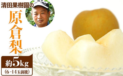 
                  【日付指定不可】『清田果樹園』の原倉梨 約5kg 《9月上旬-10月上旬頃出荷》6-14玉前後 新高梨 新興梨 あきづき 豊水梨 熊本県玉名郡玉東町 梨【ふるさと納税】
                