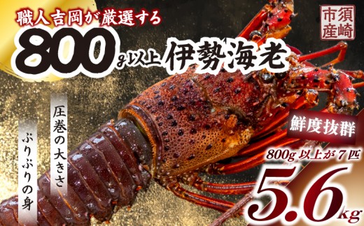 【伊勢海老】 超特大伊勢海老 7匹