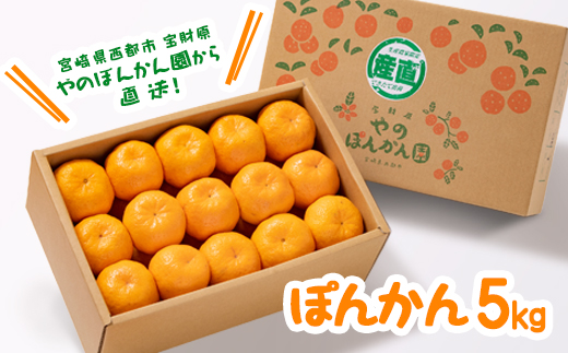 ＼数量限定／西都市産ぽんかん 5kg（Mサイズ～2Lサイズ）12月発送開始 宝財原『やのぽんかん園』直送！《先行予約》ぽんかん＜1.4-9＞果物 フルーツ くだもの 柑橘 ふるさと納税