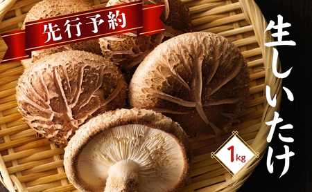 【生椎茸 先行予約】大分県産 肉厚生椎茸 1㎏ | 津久見市