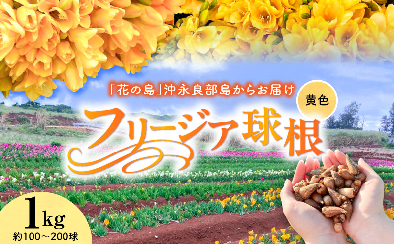 フリージア球根（黄色）1kg　C076-001-02