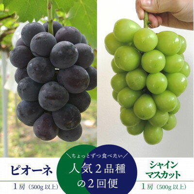 【ふるさと納税】【発送月固定定期便】【2026年先行予約】ピオーネとシャインマスカットの1房ずつのお試し便!全2回_ 定期便 ぶどう シャインマスカット 葡萄 果物 くだもの フルーツ 人気 おすすめ 送料無料 岡山県 津山市 【配送不可地域：離島】【4065360】