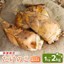 【ふるさと納税】【先行予約】赤土 たけのこ 約1kg～2kg 越前町 宮崎地区産 採れたてを産地直送でお届け！【選べる内容量】 【 筍 タケノコ 竹の子 生 米 ぬか 付き 】【令和7年4月上旬より順次発送予定】