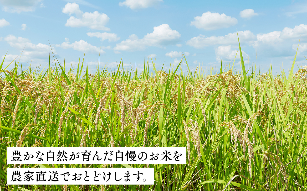 【6月発送】まっしぐら10kg(玄米)【株式会社 tawwel】