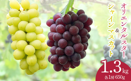 【令和8年産先行予約】シャインマスカット＆オリエンタルスター　約1.3kg（各1房） カラフルぶどう園