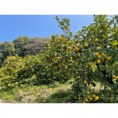 ふるさと納税 観音寺市 【2026年度】露地栽培イエローレモン　フリーサイズ(S〜L)　約2.5kg |  | 01