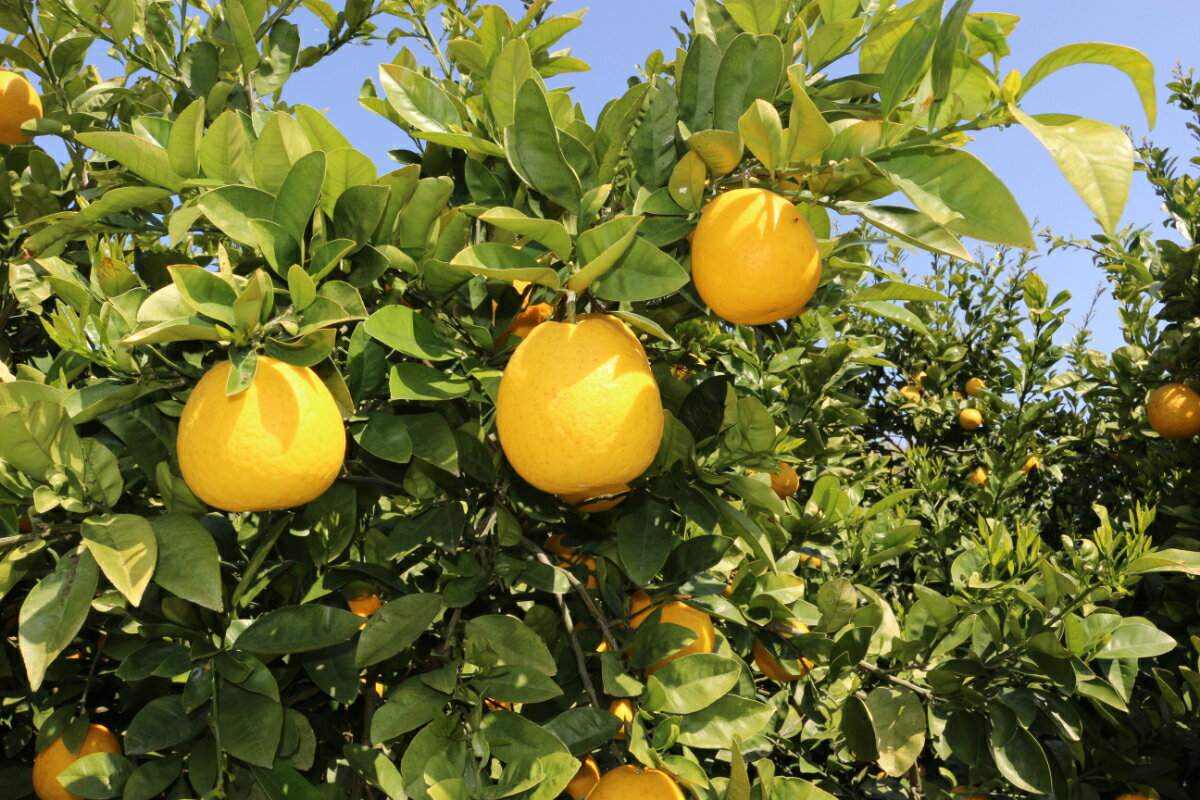 【ふるさと納税】小林果園の河内晩柑(約5kg)【C24-26】_ グレープフルーツ 晩柑 文旦 フルーツ 果物 みかん ミカン オレンジ 旬 送料無料 【1124432】 YWTAD019