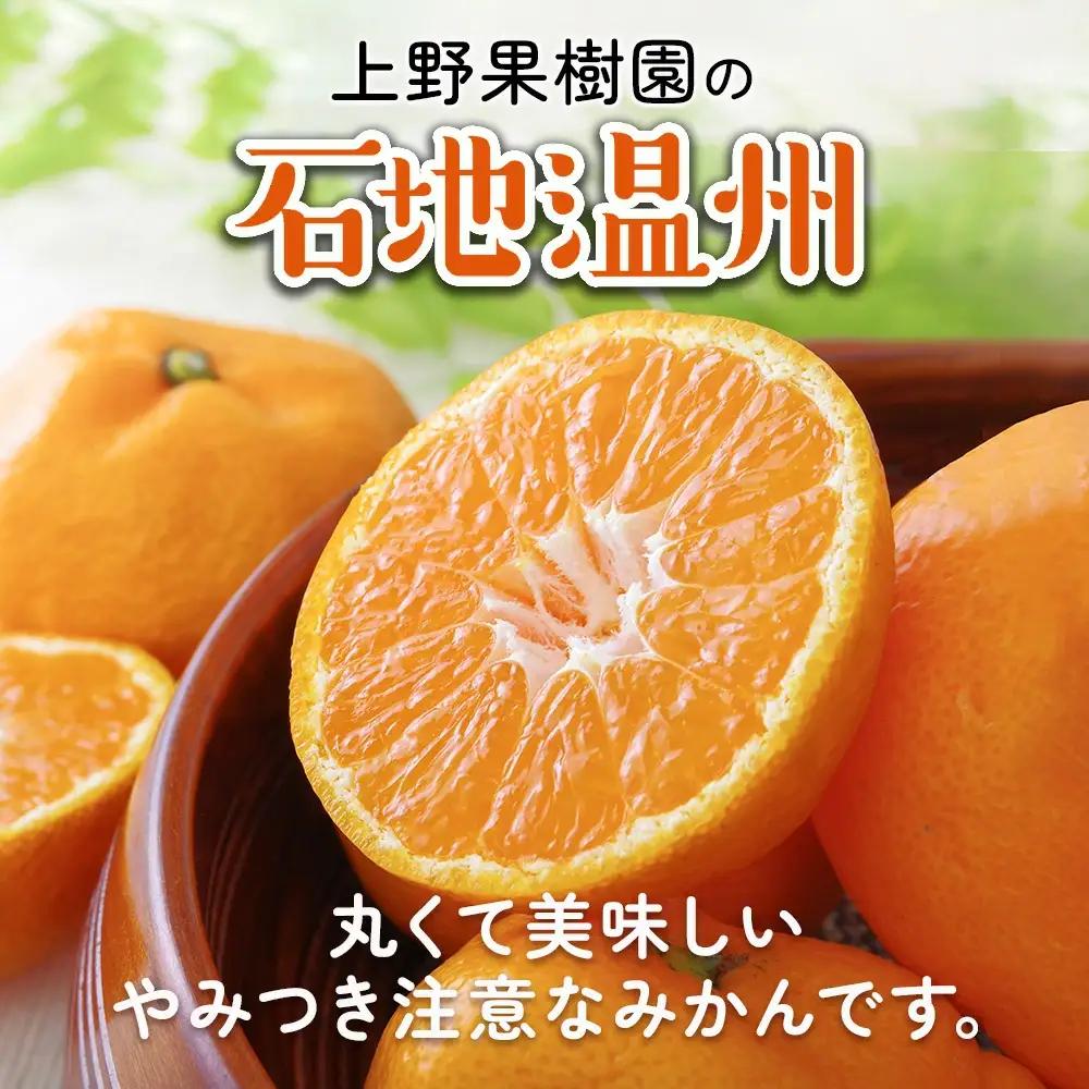 温州みかん 野果樹園 石地温州 みかん 5kg | 津久見市