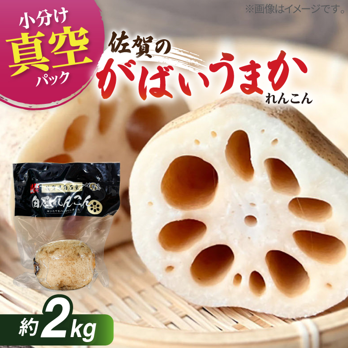【2026年1月以降発送】【真空パック】新鮮でおいしい！ 佐賀のがばいうまかレンコン 約2kg【有限会社白石開発】 /蓮根 レンコン 佐賀県産 白石町産 野菜 根菜 小分け 真空 保存 [IBN006]