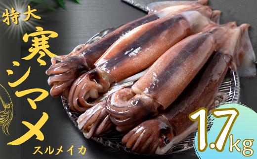【寒シマメ 特大サイズ 5～6杯】  1.7kg~2kg いか イカ スルメイカ 朝どれ寒シマメ 御歳暮 ギフト 12月24日までのご注文で年内発送