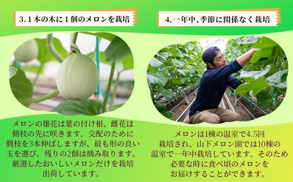 静岡温室メロン 約1.4kg　×　２玉　最高級のマスクメロン　山下メロン園