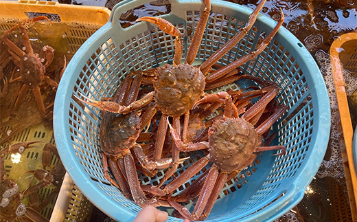 (訳あり)北海道産・大ずわいかに(ボイル冷凍) 3～6尾 カニ ズワイガニ 蟹 楚蟹 ずわいガニ ずわい蟹 冷凍 ボイル 海産物 F4F-7842