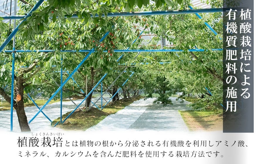 【令和7年産先行予約】紅秀峰 バラ詰め Lサイズ 1kg　もぎたて「初夏の味覚」さくらんぼ　丸忠農園