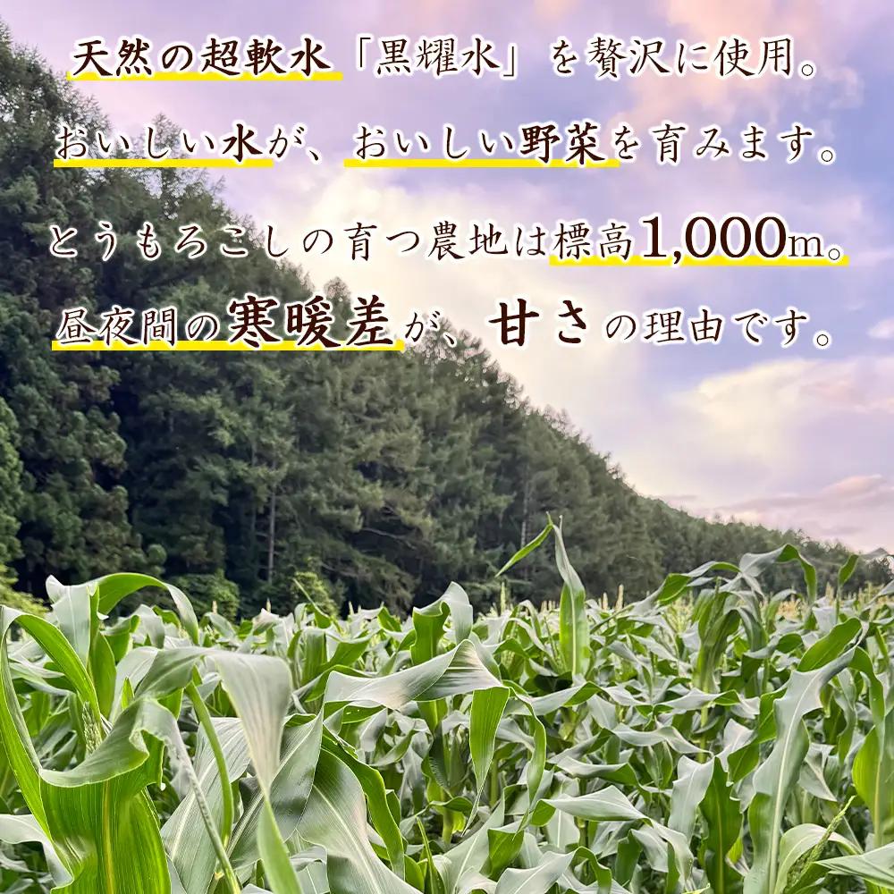 【先行予約】【期間限定】長野県長和町産　黒耀水育ちのあまいとうもろこし 人気品種「ドルチェドリーム」10本入り とうもろこし セット 冷蔵便 新鮮スイートコーン4kg 朝採れトウモロコシ