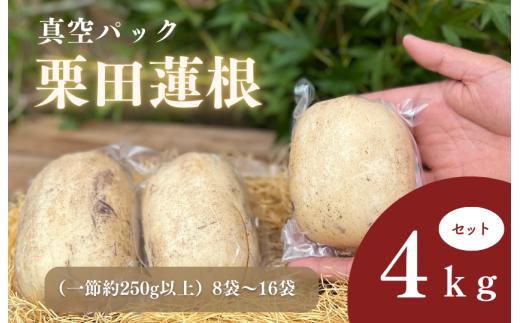 真空パック栗田蓮根4キロセット