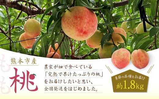 熊本市産 桃 約1.8kg 季節の品種をお届け【2026年5月下旬～7月上旬迄順次発送開始】 果物 フルーツ モモ