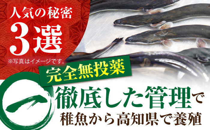 うなぎ ウナギ 鰻 炭火焼 手焼き ひつまぶし 土用の丑の日