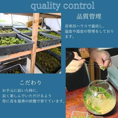 ふるさと納税 高森町 苔テラリウム |  | 03