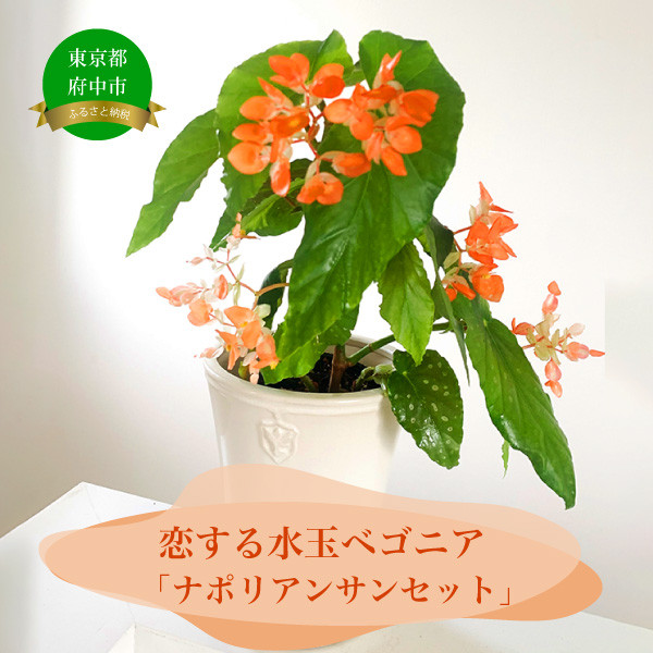 ナポリの夕陽を思わせる鮮明なオレンジのハート型の花が咲くベゴニア。花郷園オリジナル品種。