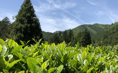 長野県天龍村・中井侍地区のお茶  中井侍銘茶3袋