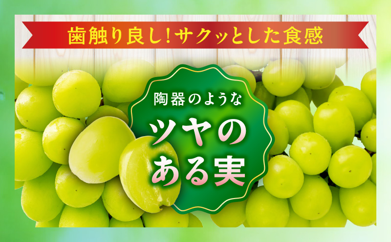 【8月31日（夏休み）までの期間限定価格!!】シャインマスカット　約1.9kg | シャインマスカット マスカット ぶどう ブドウ 葡萄 果物 フルーツ 期間限定 新鮮 くだもの 国産 ギフト お裾分