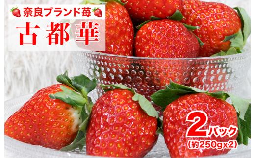いちご【先行予約】【2027年1月以降発送】奈良県産 古都華 ことか いちご 250g×2パック（計500g） いちご 古都華 苺 果物 イチゴ イチゴ 苺 ichigo strawberry itigo ストロベリー いちご 旬 産地直送 イチゴ フルーツ 果物 国産 小分け いちご ベリー 人気苺 甘い 赤い 春 旬 河合町産 いちご 古都華 ことか