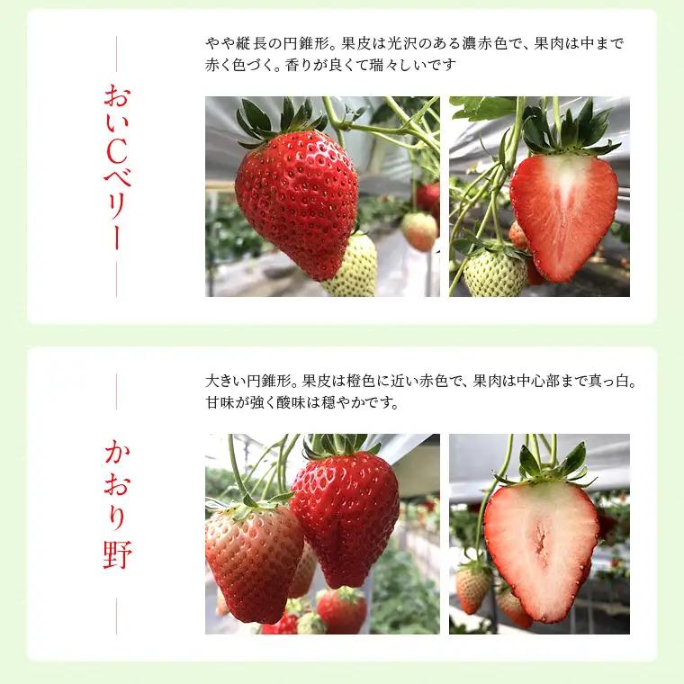 富津アクアファーム　冷凍完熟いちご 1kg　いちご フルーツ 果物 完熟 ストロベリー ベリー 冷凍 アクアファーム おすすめ 数量限定 章姫 紅ほっぺ 真紅の美鈴 おいCベリー かおり野 ヨーグルト