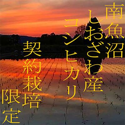 ふるさと納税 南魚沼市 【発送月固定定期便】契約栽培限定 南魚沼しおざわ産コシヒカリ精米2Kg全3回 |  | 02