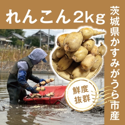
                  【鮮度抜群!茨城県かすみがうら市産】シャキシャキ蓮根 霞ヶ浦れんこん2kg 産地厳選【1667481】
                