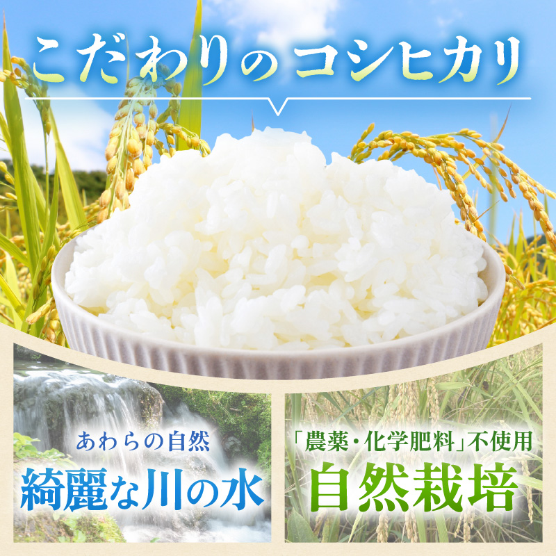 【先行予約】【令和8年産】【定期便】 ≪6ヶ月連続お届け≫ コシヒカリ 精米 5kg×6回 （計30kg） 化学肥料 農薬不使用 自然栽培米 / 北陸 福井県産 あわら市 ブランド米 白米 お米 コメ