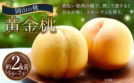 岡山の桃 黄金桃 5～7玉 （約2kg） 【2026年9月発送予定】 黄肉 糖度 香り 果実 食感 くだもの 果物 フルーツ もも 桃 モモ ピーチ 国産 岡山県産 ブランド 甘み