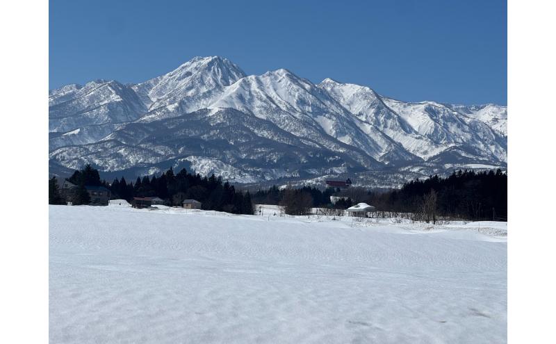 令和7年産 先行予約 食味鑑定士厳選 新潟県産こしひかり 無洗米 5kg 3か月定期便 上越市 米 コメ コシヒカリ