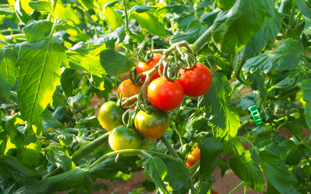 高知県産 フルーツトマト メルベーユ 約1.5kg / 高糖度 トマト とまと フルーツトマト 野菜 【株式会社　四国健商】[ATAF071]