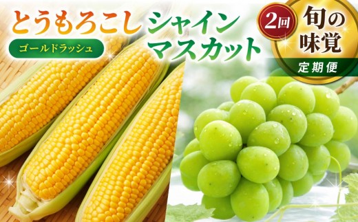 
                  【2回定期便】旬の味覚定期便（農家直送！とうもろこし（ゴールドラッシュ）12本・シャインマスカット2房）｜【小林菜園／JA信州うえだ】ぶどう 葡萄 大粒 果物 フルーツ 生食 ２L とうもろこし 頒布会 長野
                