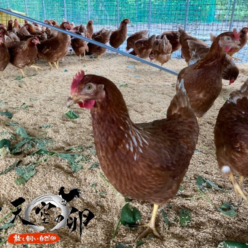信州小川村　有機飼料を食べて育った、栄養たっぷりの朝採れ卵を当日出荷