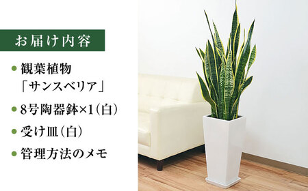 観葉植物 サンスベリア・ローレンティ ロングスクエア 陶器鉢植え（白/黒） BIGサイズ インテリア / 観葉 植物 インテリア おしゃれ プレゼント / 大村市 /琴花園[ACYK014]