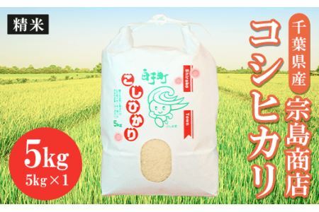 令和6年産　千葉県産 コシヒカリ（精米）5kg SHM001