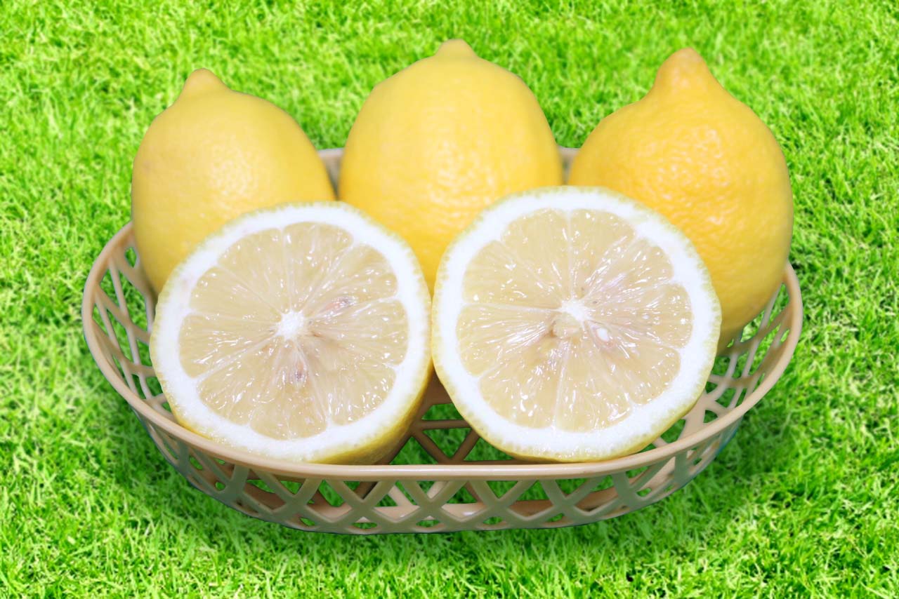 【ふるさと納税】【まごころ手選別】和歌山県産　レモン　約3kg　秀品 (サイズ混合) 【2027年1月15日～2027年4月30日発送予定】【AS90054-uts071】| レモン 秀品 甘い ジューシー ふるさと納税 和歌山 果物 品種 送料無料 産地直送 名産品　特産品