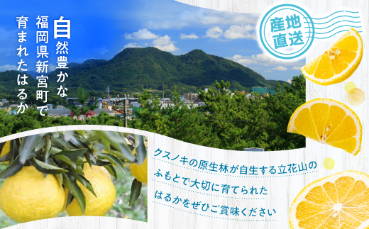 AA090.はるか／約５キロ(2025年1月末～2月末発送予定)