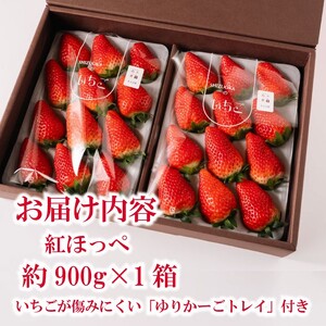 【3月～4月発送】 紅ほっぺ 大粒 900g いちご 森木農園 静岡県 牧之原市 