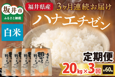 【先行予約】【令和8年産・新米】定期便 ≪3ヶ月連続お届け≫ ハナエチゼン20kg×3回 計60kg （白米）【2026年9月上旬以降順次発送予定】 [K-8909_01]
