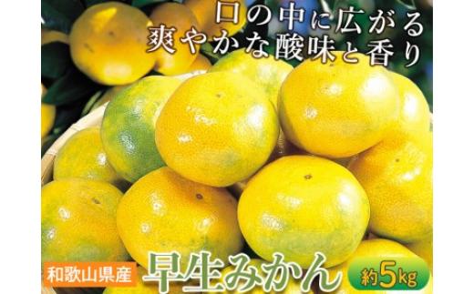 
和歌山県産「早生みかん」 約5kg【2022年11月上旬以降発送】 | 産地直送 蜜柑 ミカン S・M 果物 フルーツ※離島への配送不可
