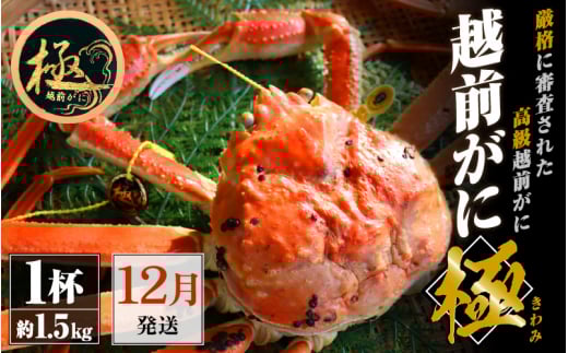 越前がに本場の越前町からお届け！越前がに極 浜茹で × 1杯（生で約1.5kg）極タグ付き！正真正銘の越前がに極！【かに カニ 蟹】【福井県 越前町 雄 ズワイガニ ボイル 冷蔵 越前ガニ 越前かに 越前カニ ずわいがに ずわい蟹 かに カニ 蟹】【12月発送分】希望日指定可 備考欄に希望日をご記入ください [e22-x009_12]