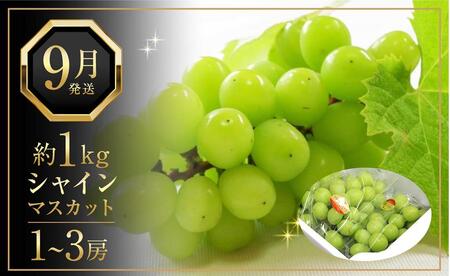 【定期便全2回】旬のフルーツ定期便 (ニューピオーネ シャインマスカット)【葡萄 ぶどう 旬 人気 フルーツ 果物 くだもの 香川県】
