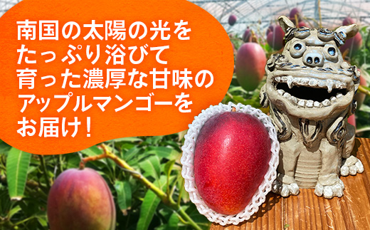 【先行受付】【2026年発送】大城マンゴー農園 マンゴー 家庭用 約2kg - 先行予約 アップルマンゴー 沖縄 産地直送 南国フルーツ 旬の味覚 ご自宅用 オススメ 沖縄県 八重瀬町