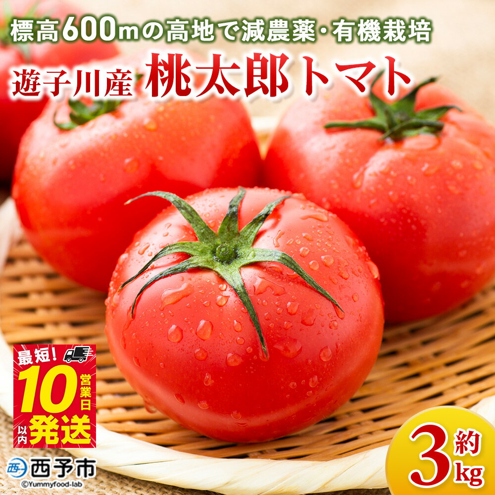 【ふるさと納税】＜標高600mの高地で減農薬・有機栽培の遊子川産 桃太郎トマト 約3kg＞ 国産 とまと 野菜 トマト 3キロ 西予市産 愛媛県産 産地直送 食べて応援 特産品 遊子川ザ・リコピンズ 愛媛県 西予市【常温】『令和7年8月～10月 / 最短10営業日以内に順次発送予定』