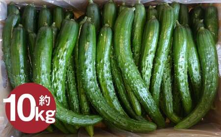 いわてひろファームの「岩手にのへきゅうり」訳アリ・Ｂ品 10kg（5kg×2箱） 【2026年7月中旬から2026年9月下旬発送予定】／訳あり きゅうり キュウリ 胡瓜 野菜 B品 新鮮 採れたて 直送 露地栽培 夏野菜 お取り寄せ 旬 産直 産地直送 二戸市 岩手県 漬物 国産