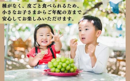 【2026年先行予約】シャインマスカット 約1kg（2~3房）|シャインマスカット
